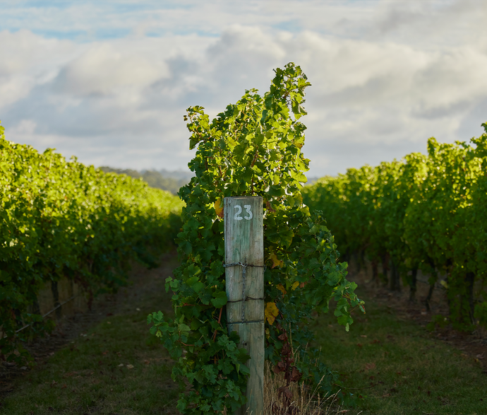 World-class Pinot Noir from around Australia – Fogarty Hall Wine