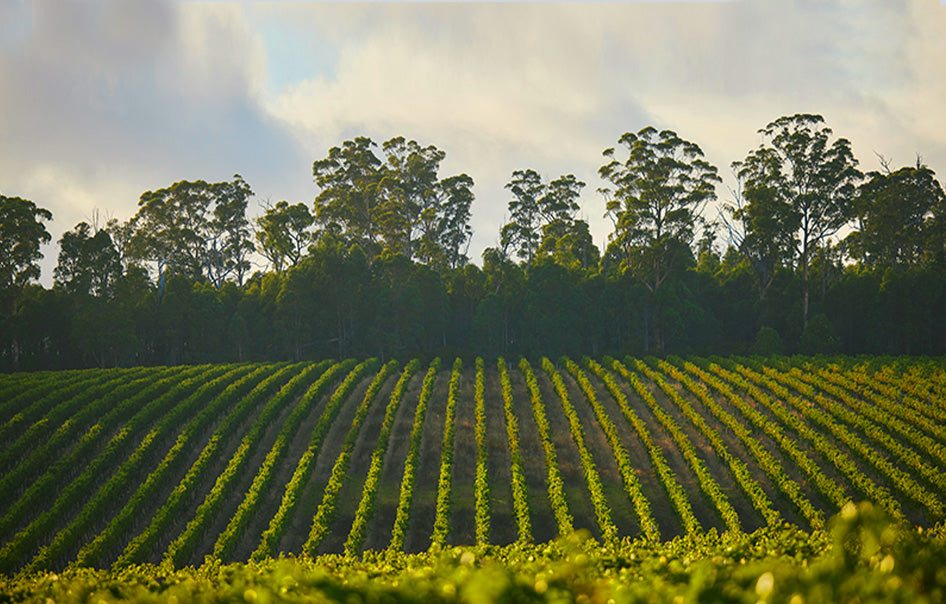 Account – Fogarty Hall Fine Wine Estates